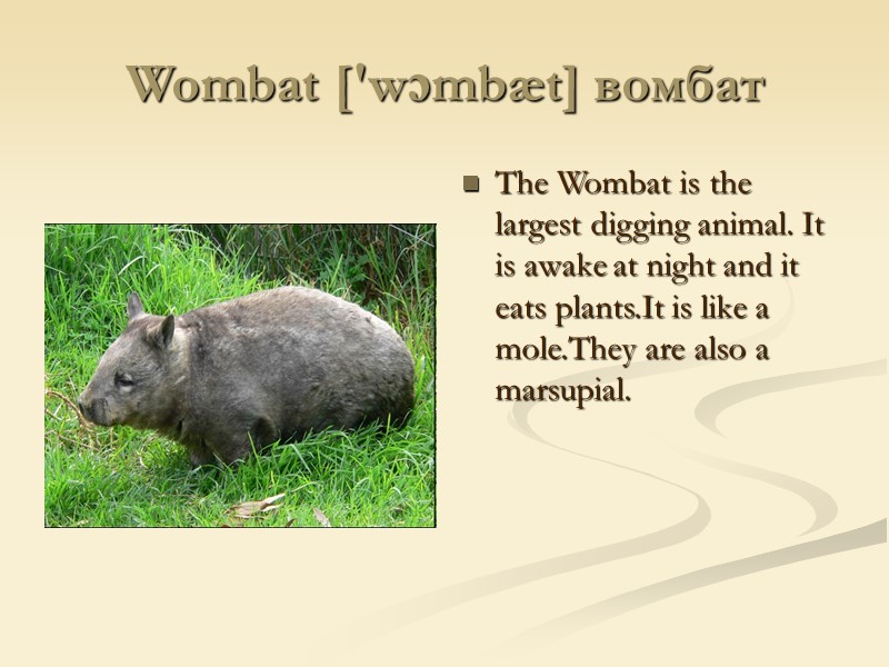 Wombat ['wɔmbæt] вомбат The Wombat is the largest digging animal. It is awake at